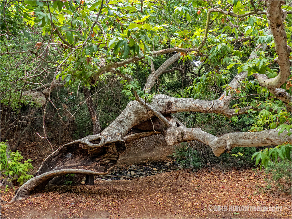 Old sycamore tree... Sycamore trees (Platanus occidentalis… Flickr