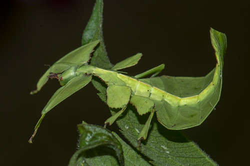 Gray's Leaf Insect (Phyllium bioculatum) · iNaturalist