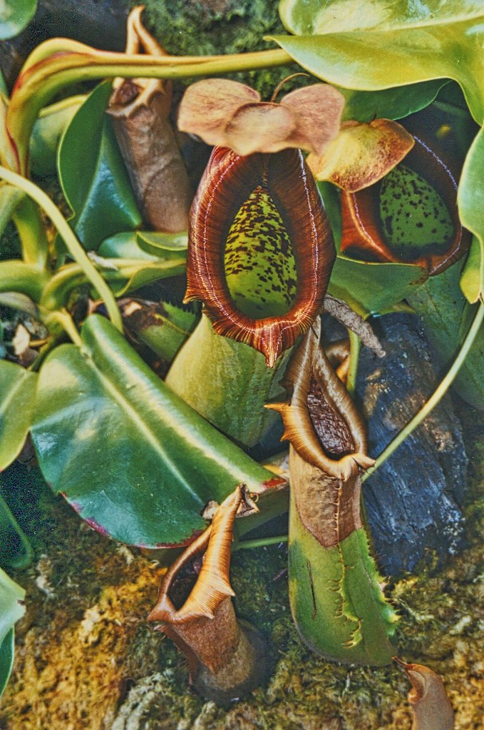 Carnivorous Pitcher Plant Grand Rapids Michigan Lena… Flickr
