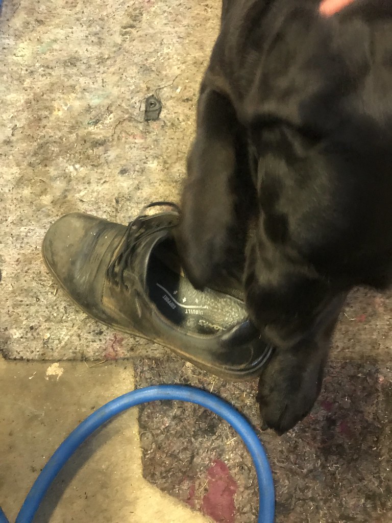 Dog destroying shoes Jason Atkins Flickr