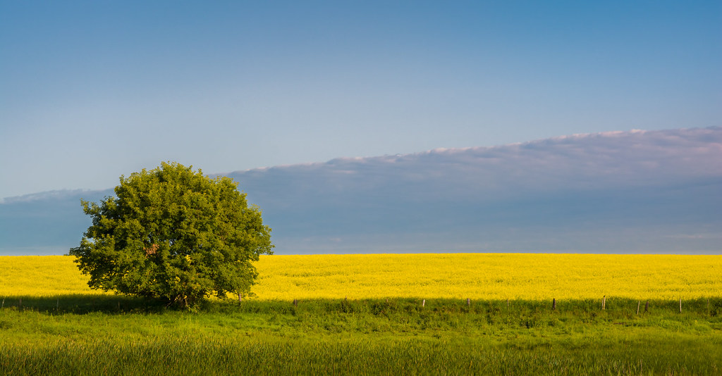 July 20 2019 Canola flowering in Kemnay, Manitoba. Pyrheliometer Flickr