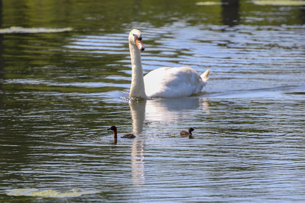 Opposite ends of the spectrrum Adult Swan and Baby Lit… Flickr