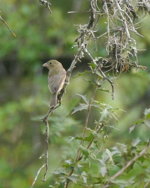 Juvenile Painted Bunting a photo on Flickriver