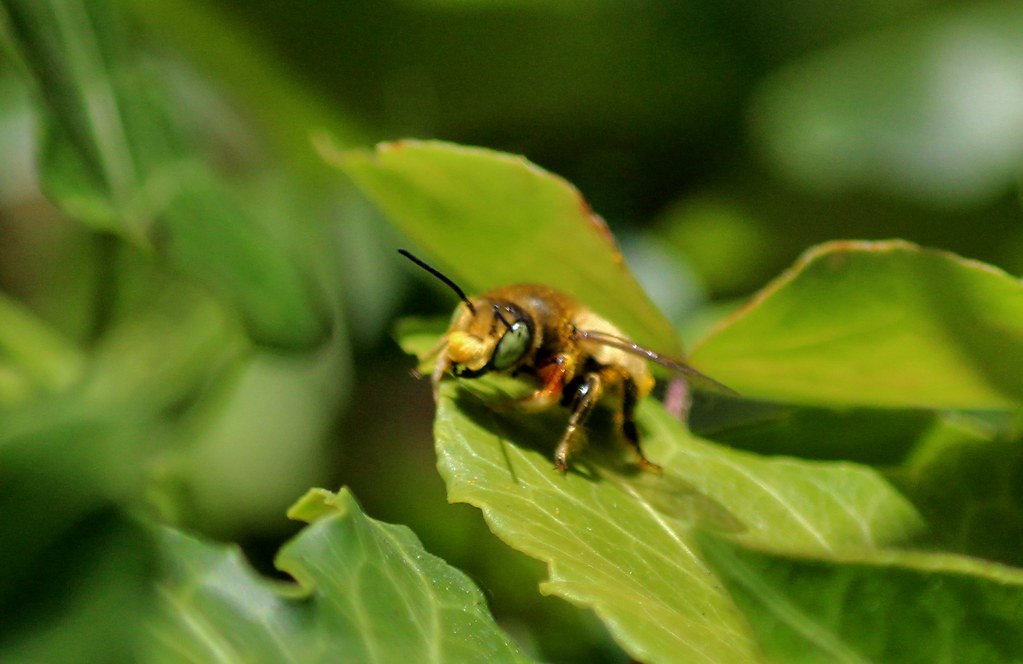 First spotting of Teddy Bear Bee this year These guys are … Flickr