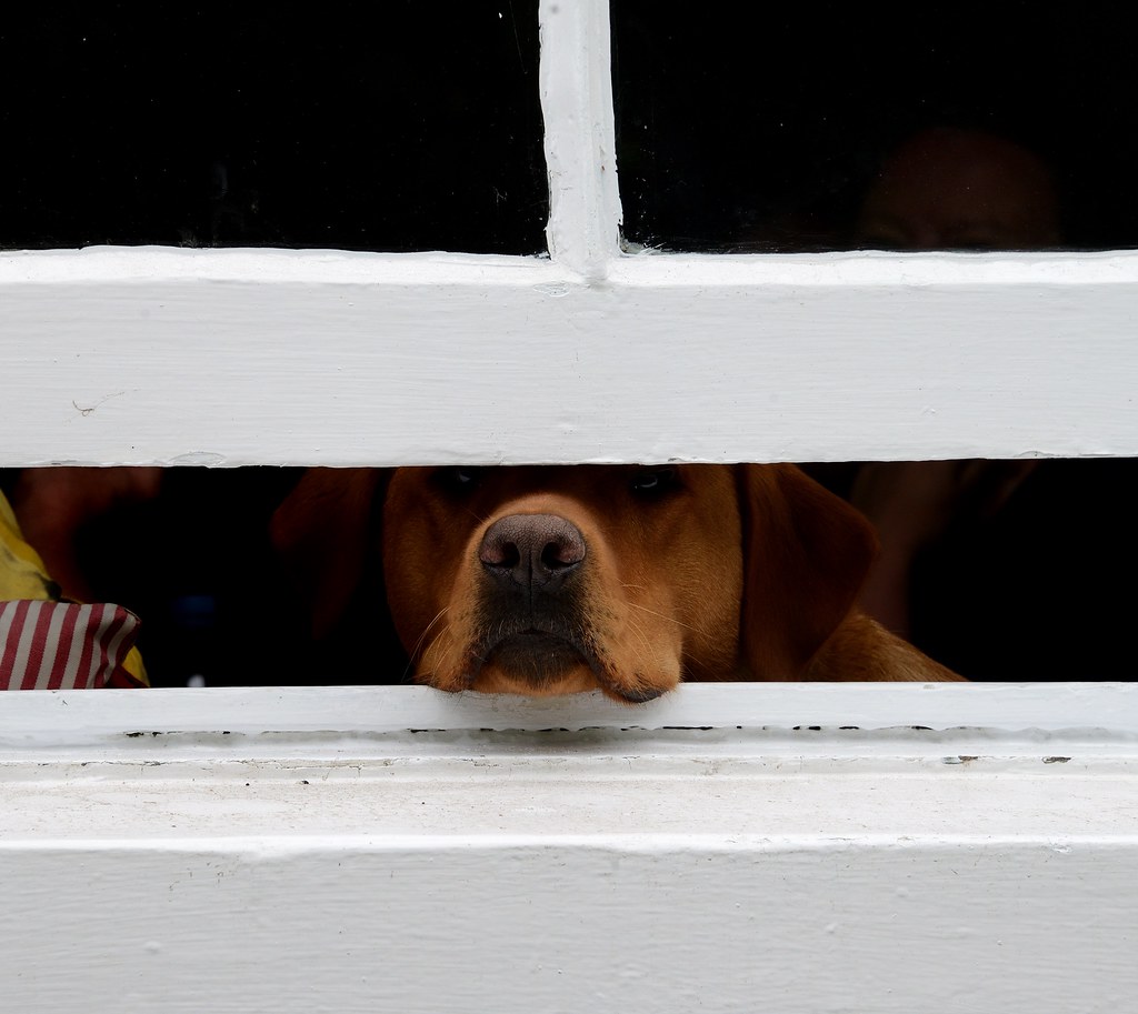 Jasper, not allowed out. L W Flickr