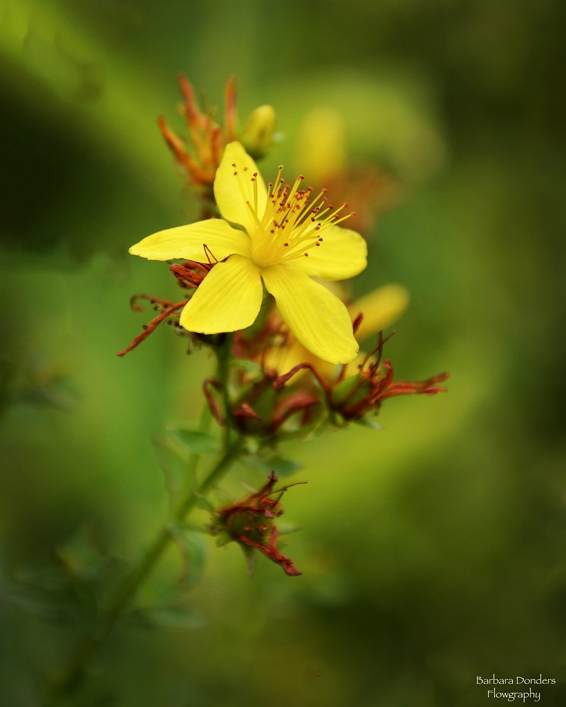 Be a Flower not a Weed Barbara Donders Flickr