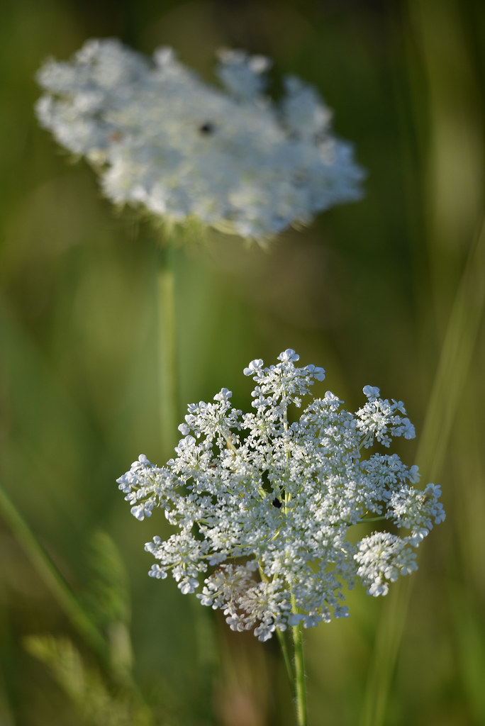 Queen Anne's Lace a photo on Flickriver