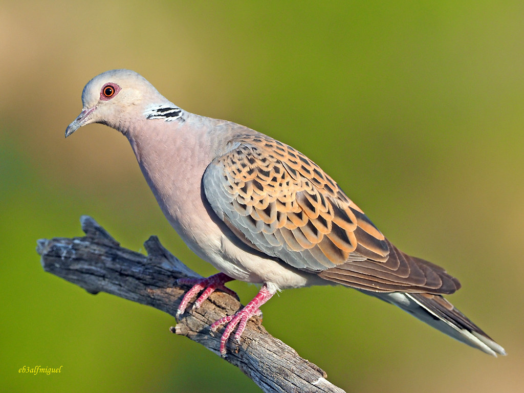 Tórtola europea (Streptopelia turtur) (6) Tórtola Europea … Flickr
