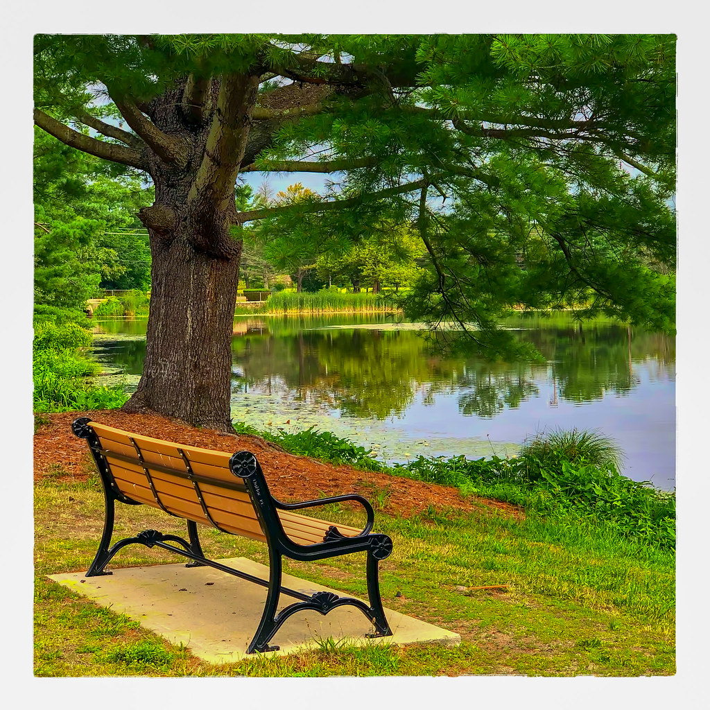 Under a Tree Hobart Pond HBM Timothy Valentine Flickr
