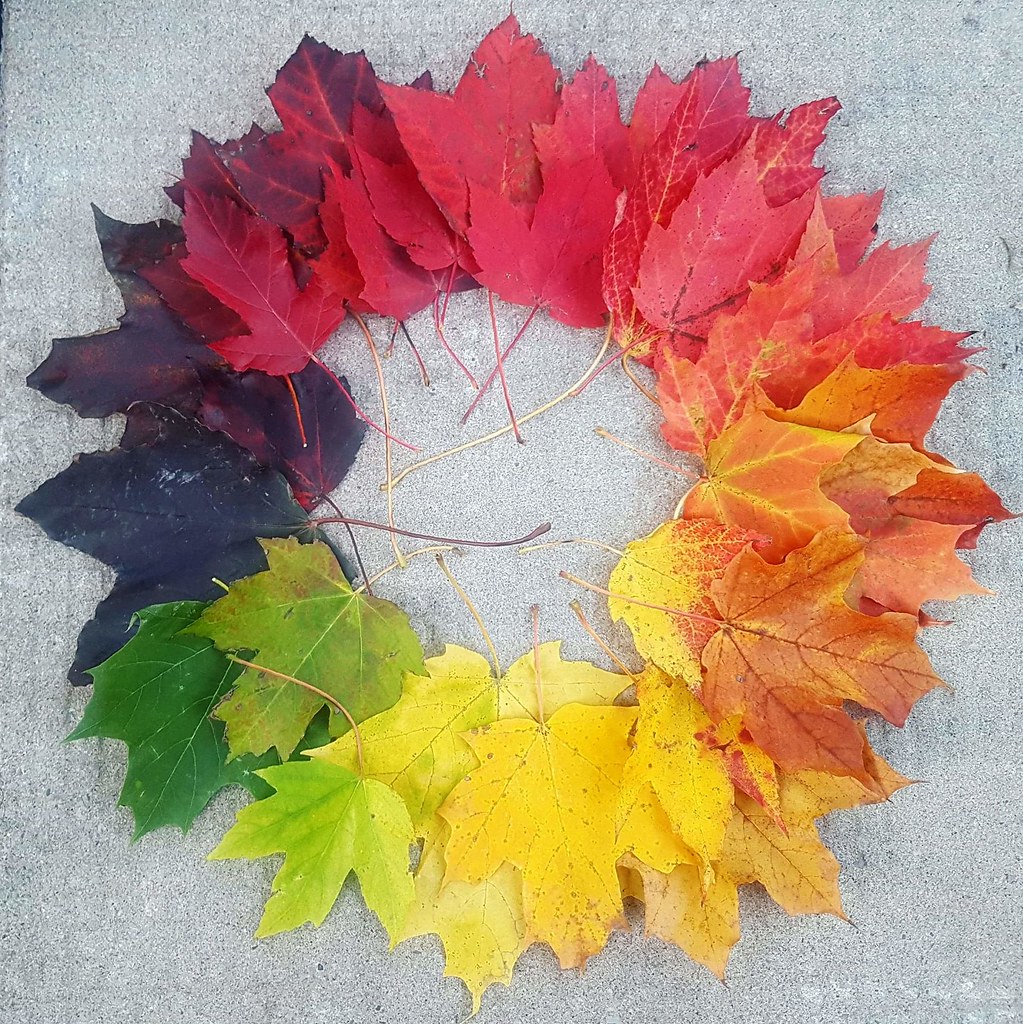 Colour wheel of leaves. Autumn 2017 Addicted2Hymenoptera Flickr