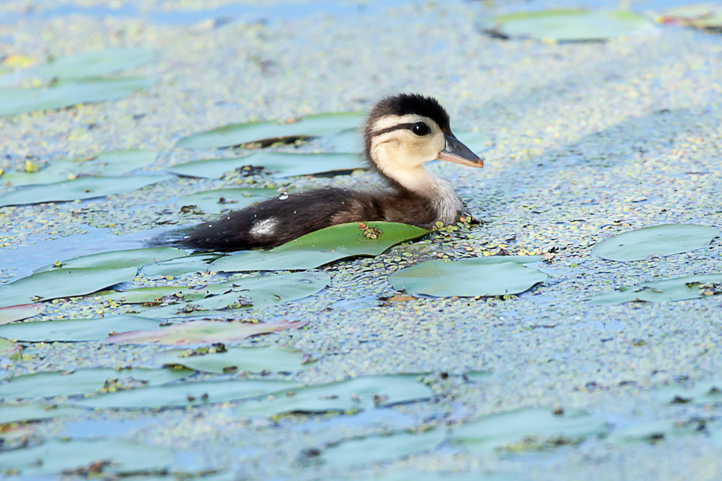 Baby Wood Duck One of several baby Wood Ducks that were wi… Flickr