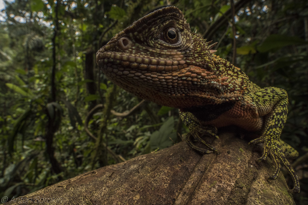 Amazon wood lizard Amazon wood lizard (Enyalioides laticep… Flickr