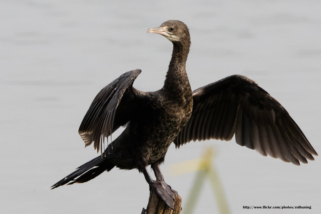 Little Cormorant 348) Little Cormorant Little Cormorant, M… Flickr