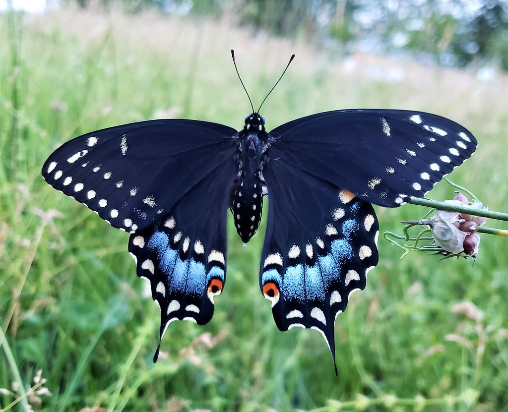 Black Swallowtail At The Andover Equestrian Center Flickr