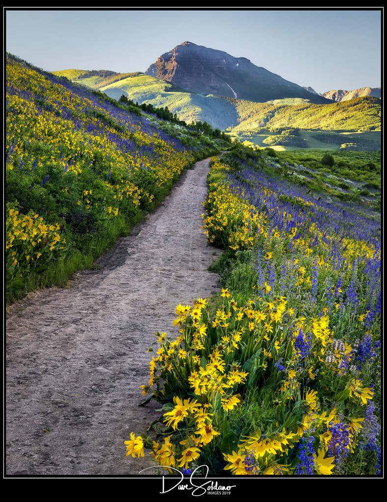 Wildflower Trail Wildflower Trail The explosion of wildf… Flickr