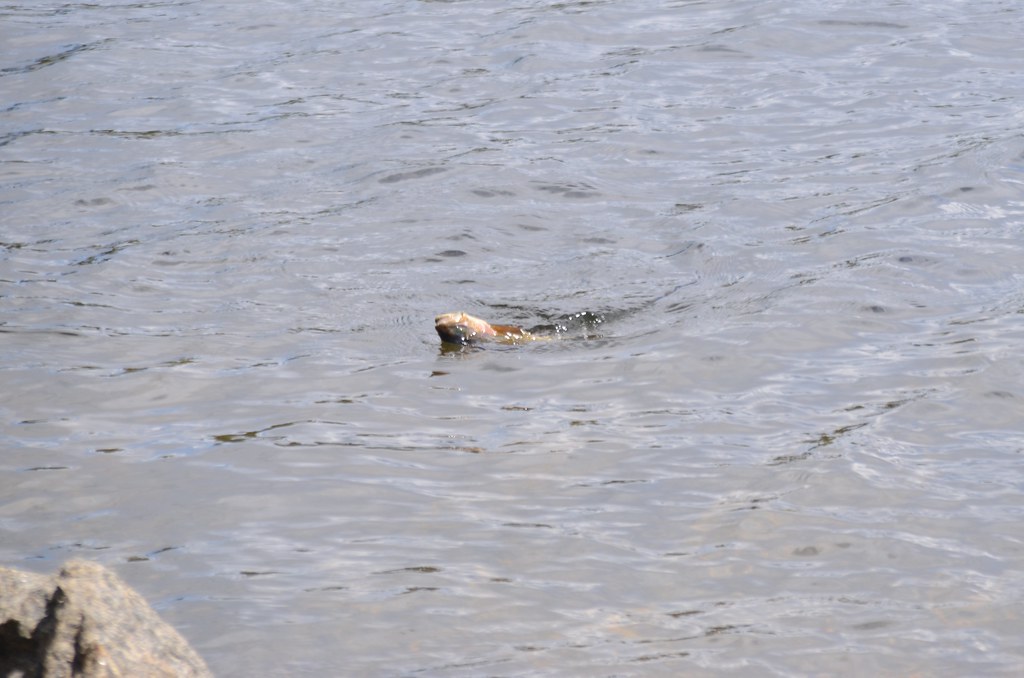 Fly fishing, Idaho Springs Reservoir (10) edjimy Flickr