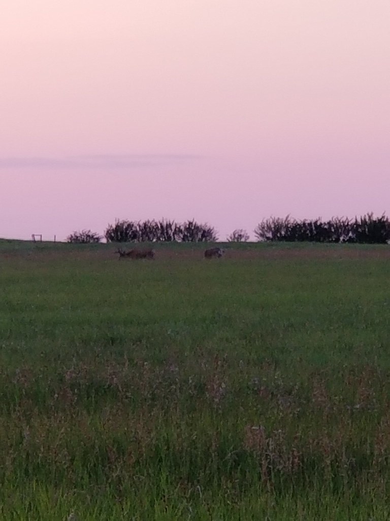 Dunblane Rick Nevala Flickr