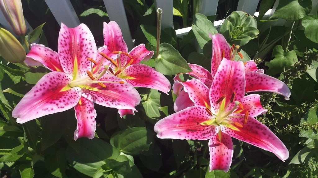 Midsummer Cape Cod garden glory Stopping and taking the t… Flickr