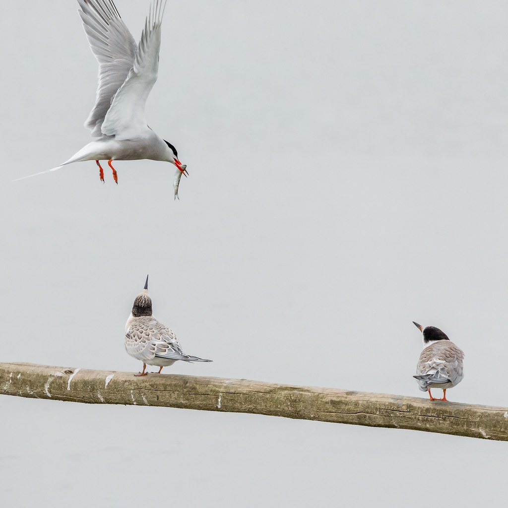 Young Common Terns waiting for parents to return with fish… | Flickr