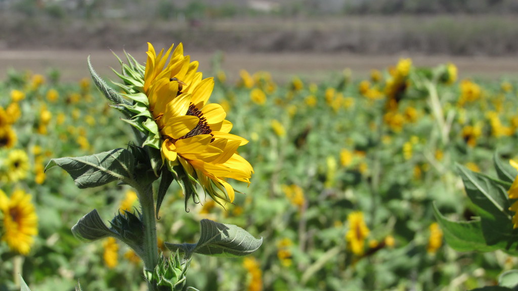 Sunflower Field, Guánica, Puerto Rico. Loreli Lopez Flickr