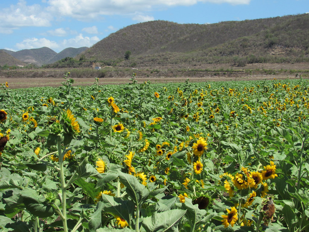Sunflower Field, Guánica, Puerto Rico. Loreli Lopez Flickr