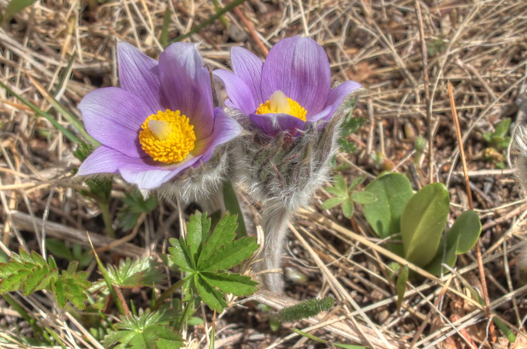 Flowers closeup on Dayton Hwy. HDR 01 Scott Burgan Flickr
