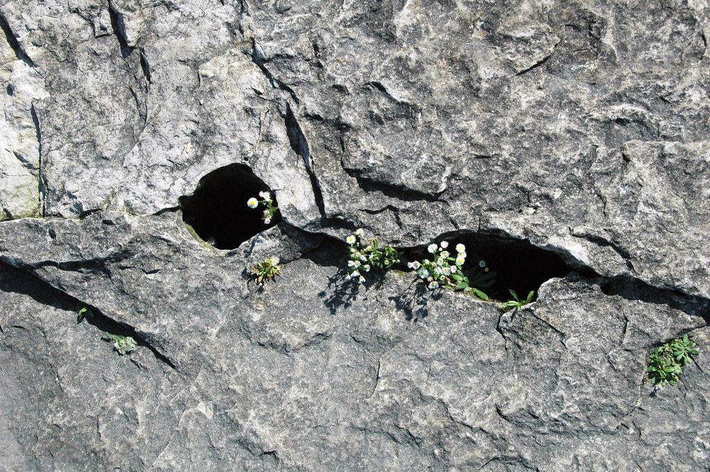 Potholes in limestone (Columbus Limestone, Middle Devonian… Flickr