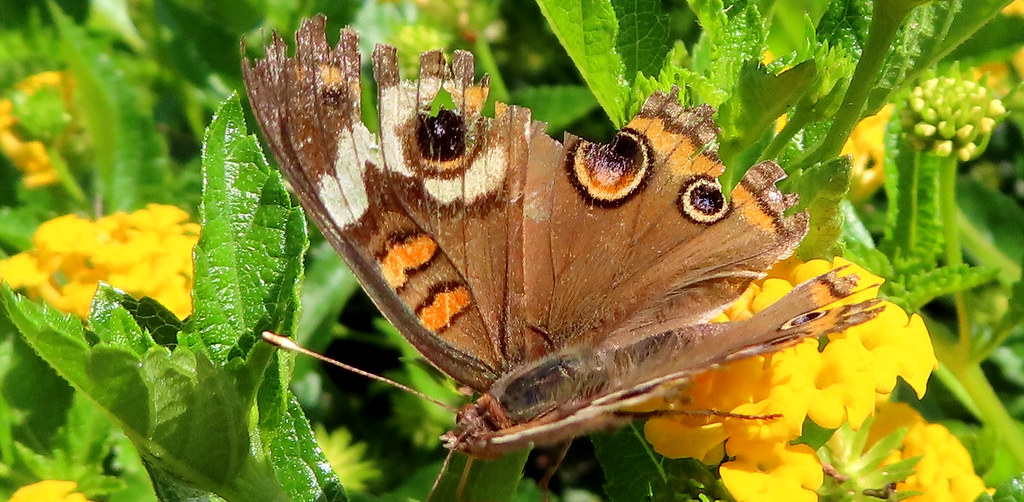ragged butterfly with fake eyes, on lantana, with new came… Flickr
