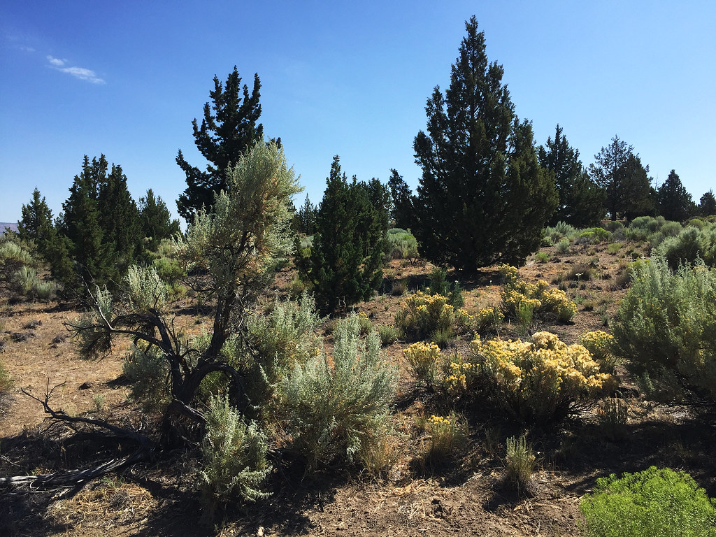 IMG_1750A_Terrebonne Terrebonne, Oregon Brian Libby Flickr