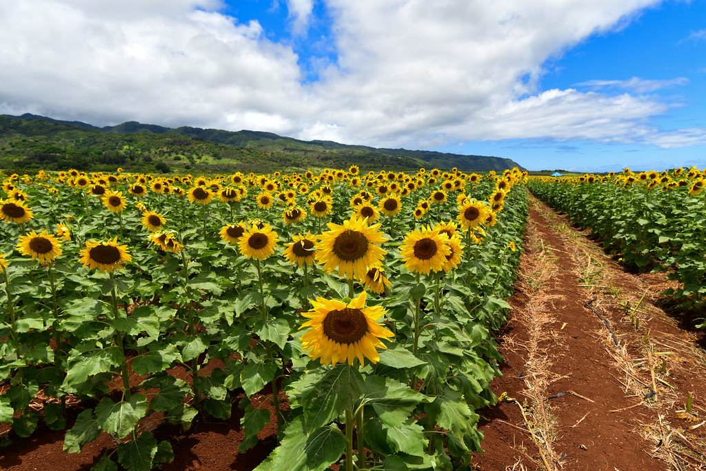 Hawaiian Sunflower Field Believe it or not this sunflower … Flickr
