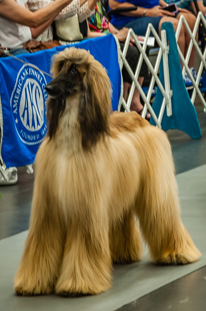 Afghan Hound Longview Kennel Club Dog Show July 2019 Mau… Flickr