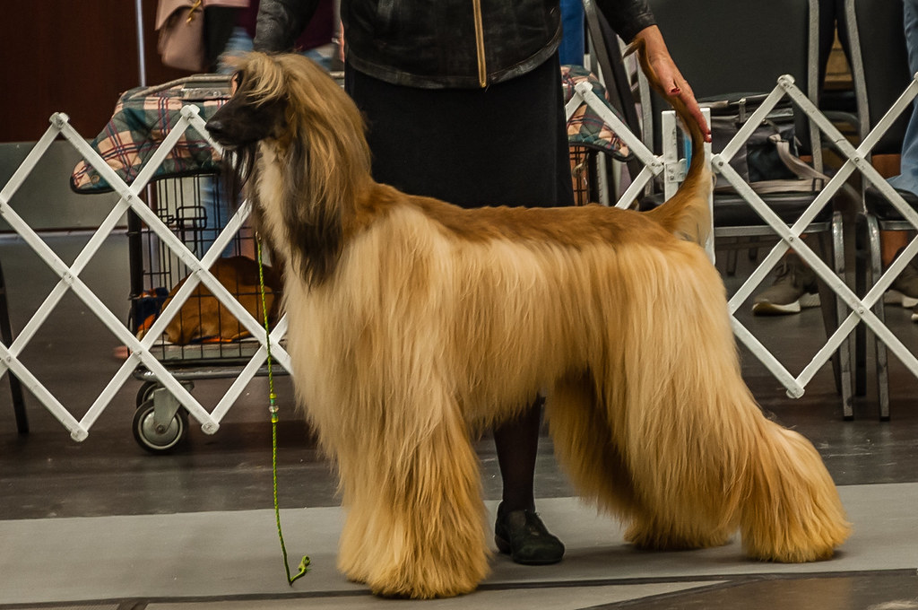 Afghan Hound Longview Kennel Club Dog Show July 2019 Mau… Flickr