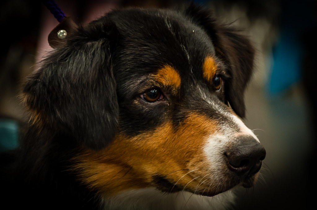DSC_0216 Longview Kennel Club Dog Show July 2019 Maude C… Flickr