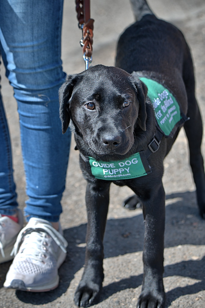 Guide Dog Puppy In Training Scott 97006 Flickr