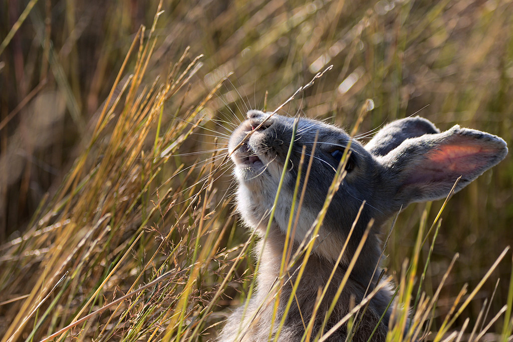Feral Rabbit One of the many feral rabbits living at Jeric… Flickr