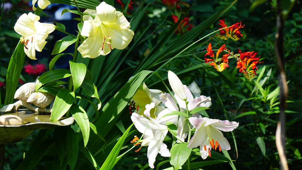 The Garden Walk Buffalo NY 2019 Flickr