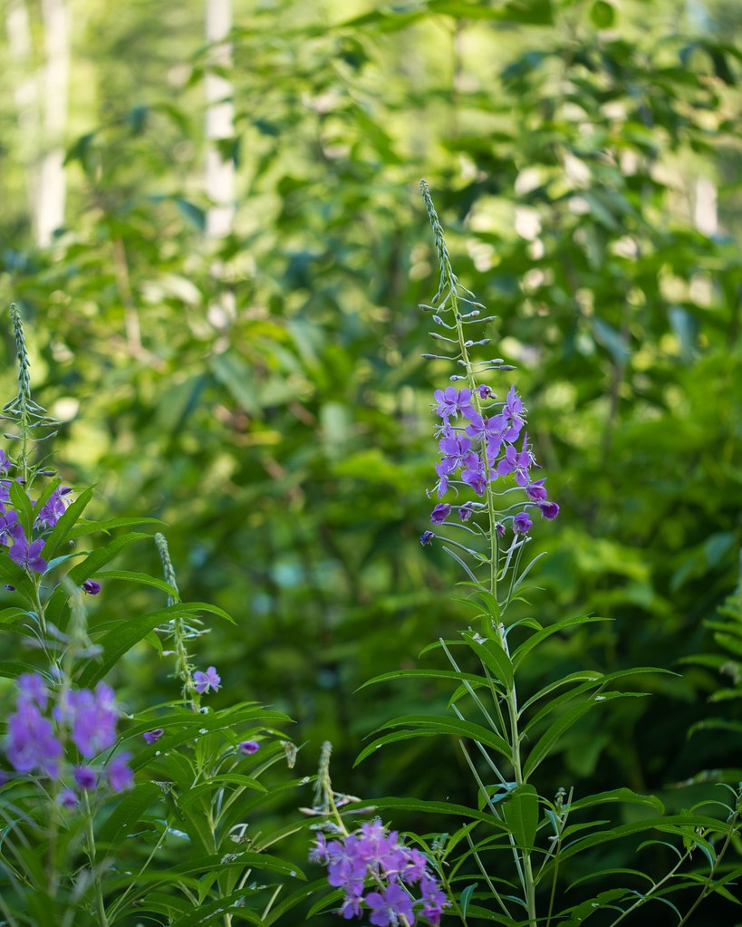 Fireweed Blanchard Mountain, Bow, WA Frank Fujimoto Flickr