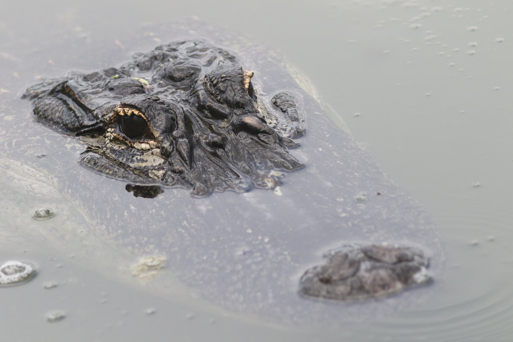 American Alligator Big Pine Key, Florida 7/28/19 Larry Bird Flickr