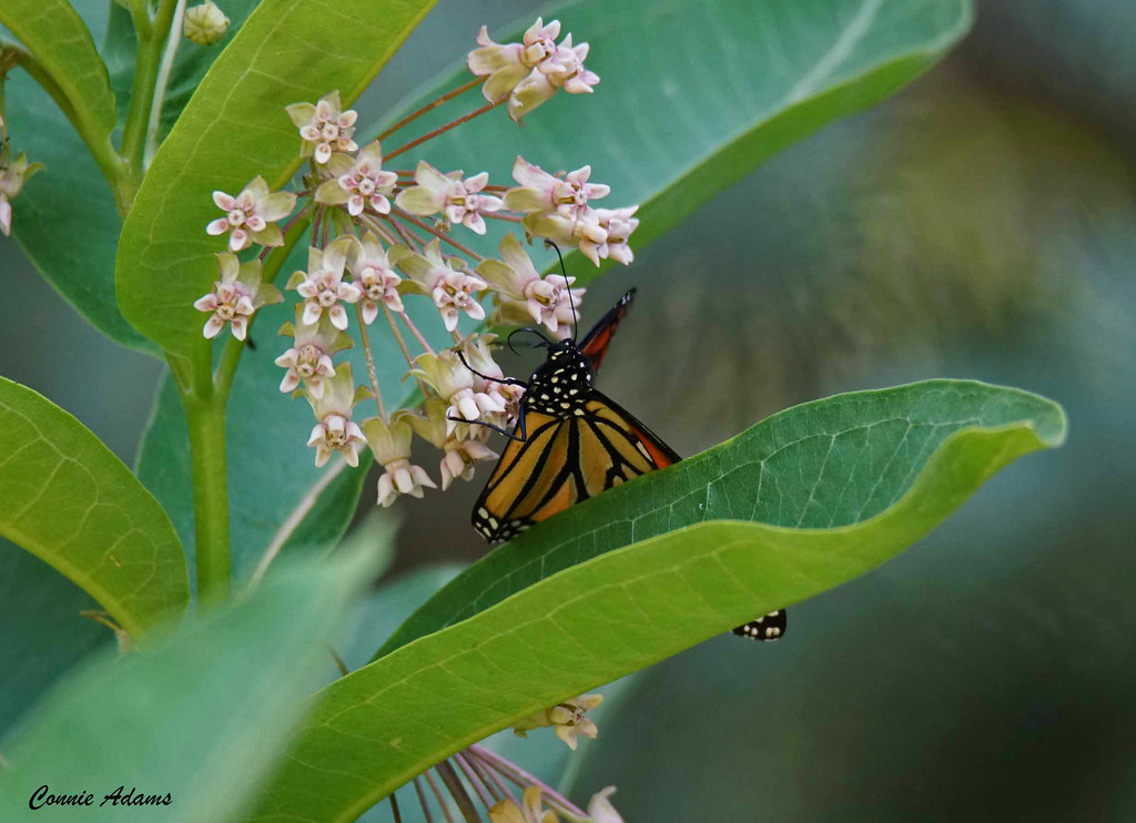 Milkweed Monarch butterflies lay their eggs on just one ty… Flickr