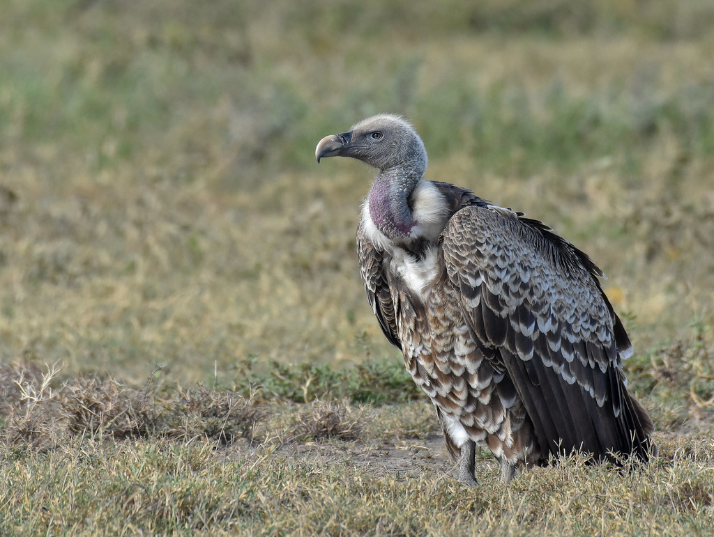 Ruppell's Griffon Vulture Rüppell's vulture is considered … Flickr