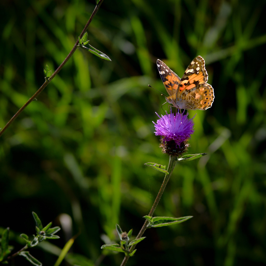 Painted lady I enjoyed meeting many painted ladies... of t… Flickr