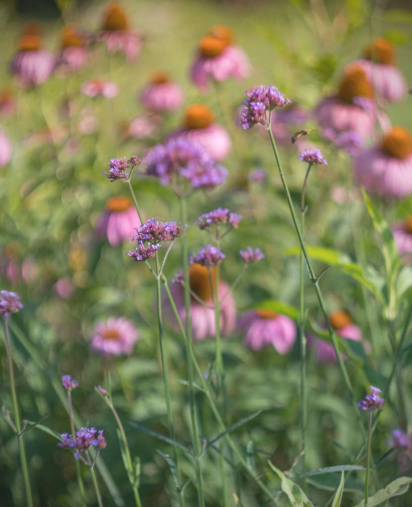 wildflowers June Marie Flickr