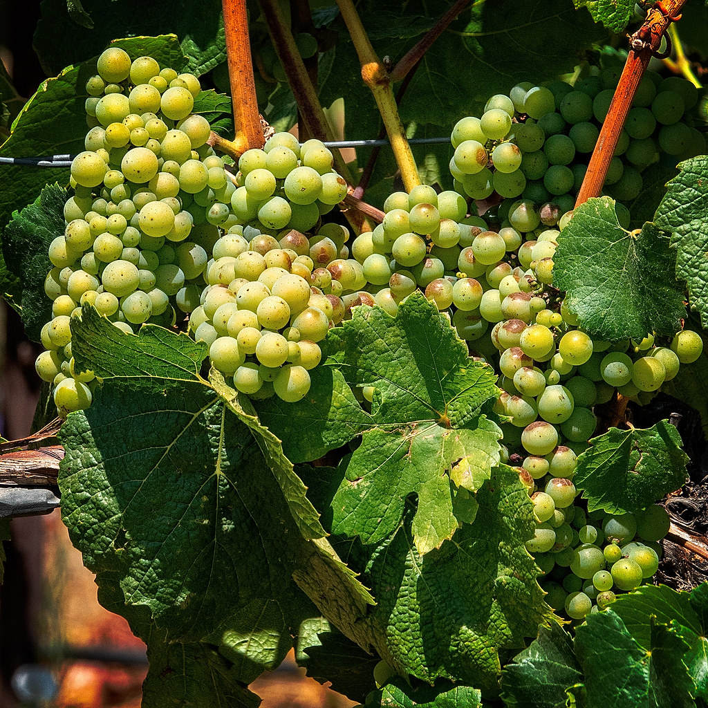 Cab Franc Alexander Valley Winery lennycarl08 Flickr
