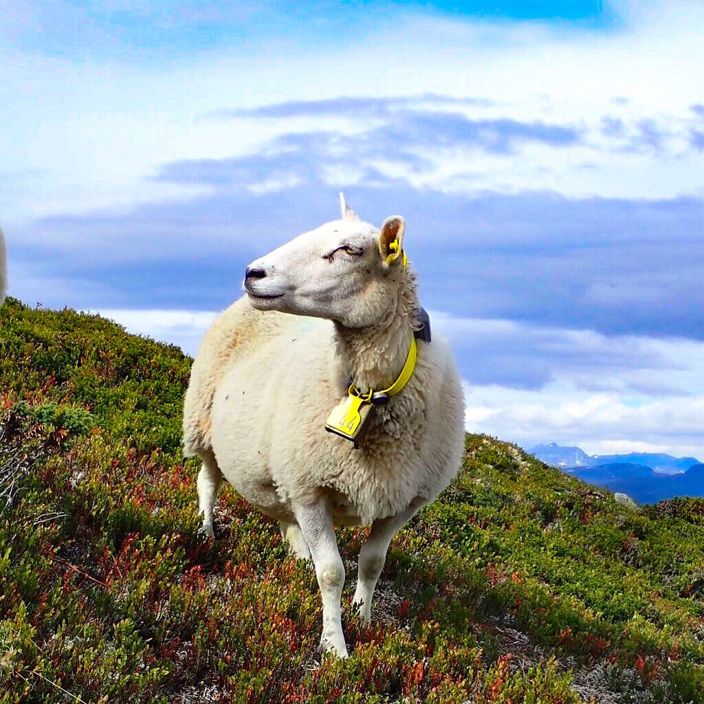 Mountain sheep posing for a photo. Norway. Trine Syvertsen Flickr