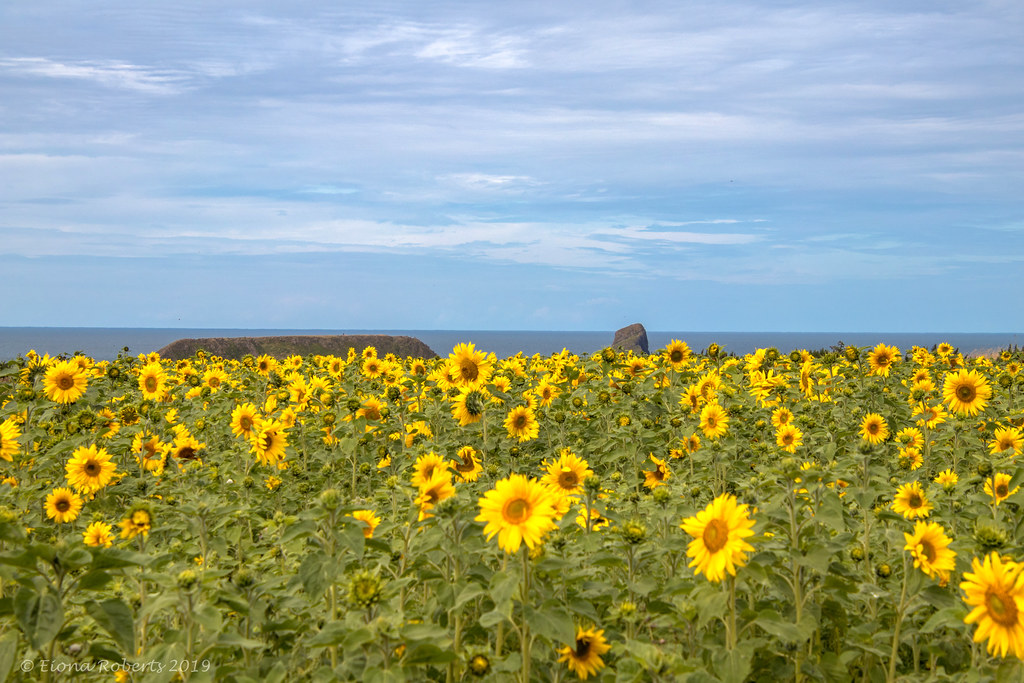 Gower Gold Sunflowers growing on The Vile, Rhossili. Eiona Roberts