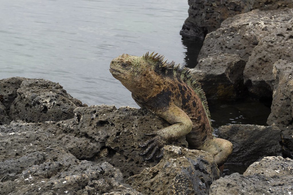 Marine iguana. Iguana marina en las Islas Galápagos. Flickr
