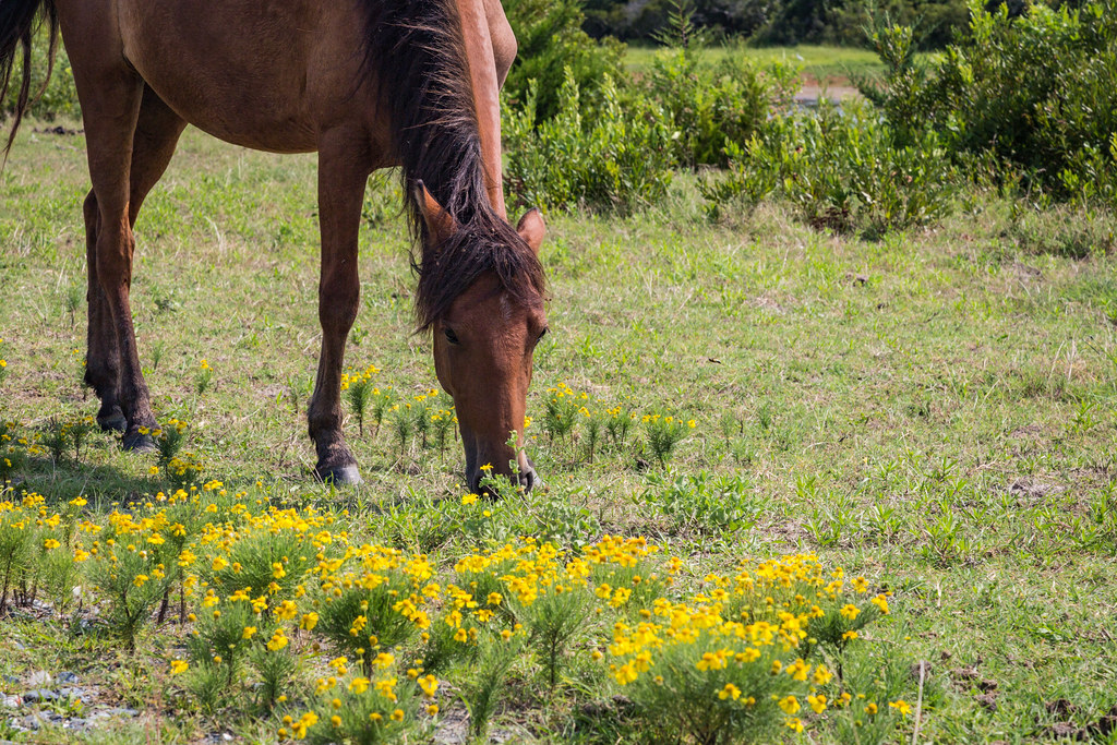 Chincoteague National Wildlife Refuge Scenes from Chincote… Flickr