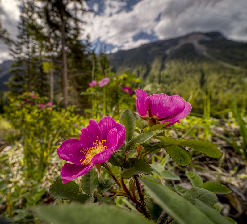 2019.07.10 Red Earth Creek Flickr