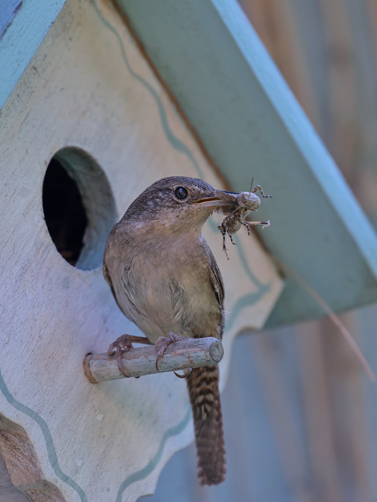 House Wren with food for the little ones... Keith Horkins Flickr