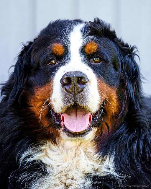 +33 Bernese Mountain Dog Bone Cancer